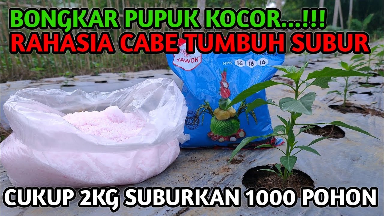 TERNYATA PAKAI INI..!! RAHASIA PUPUK KOCOR SUPAYA CABE CEPAT SUBUR DAN BERBUAH BERBUAH LEBAT