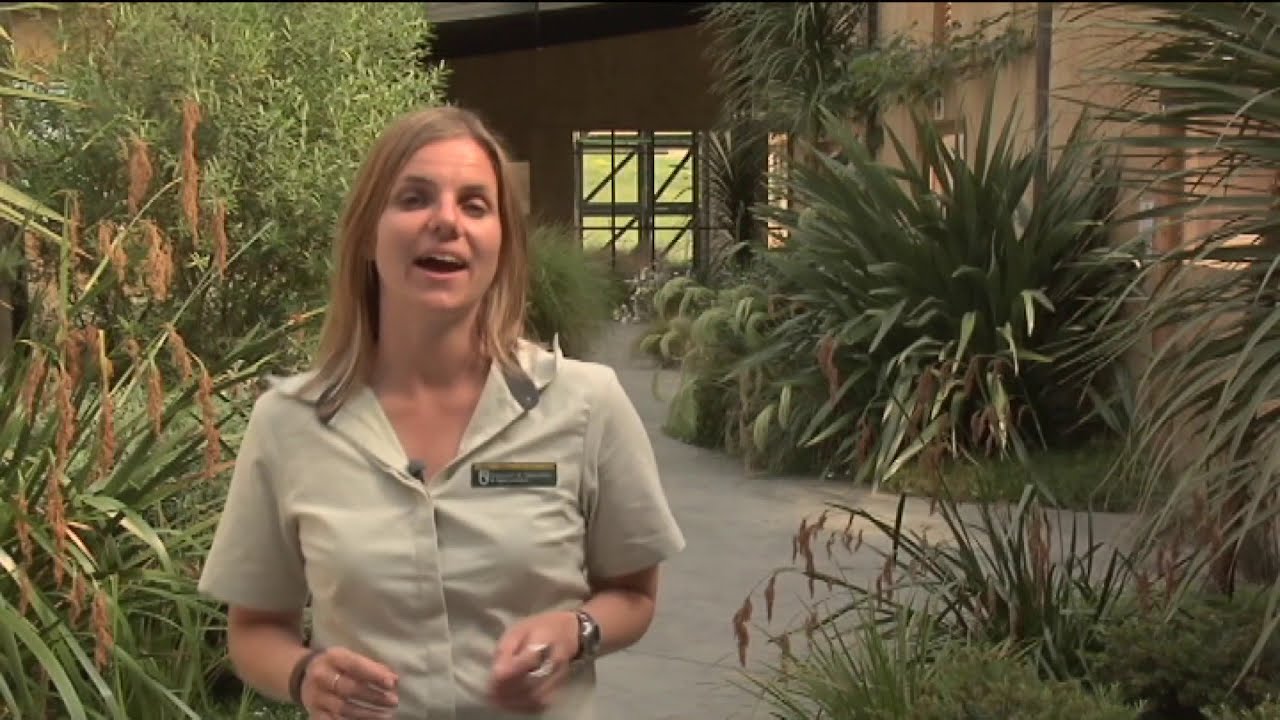 Meet the Locals: Kārearea
