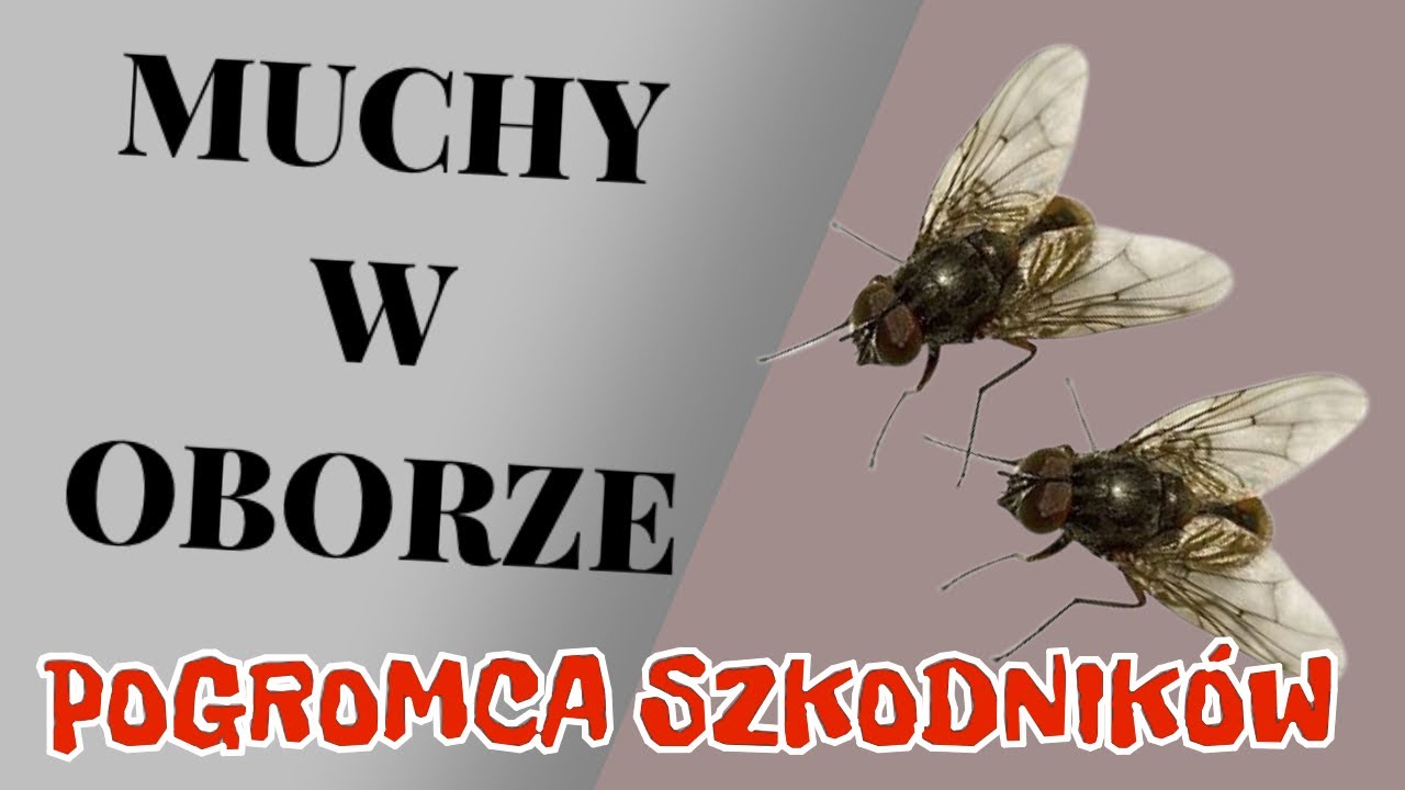 IPM w oborze jak walczyć z muchami. Dezynsekcja