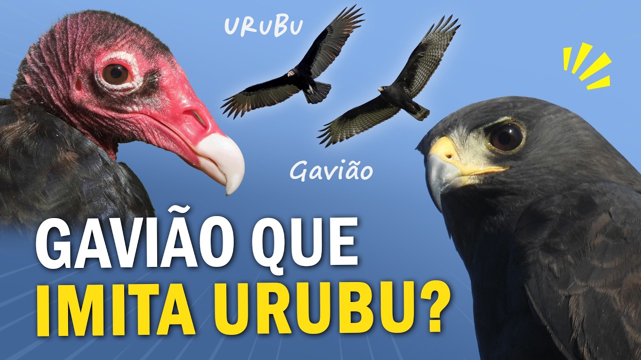GAVIÃO que IMITA URUBU? Mimetismo e Camuflagem nas AVES!