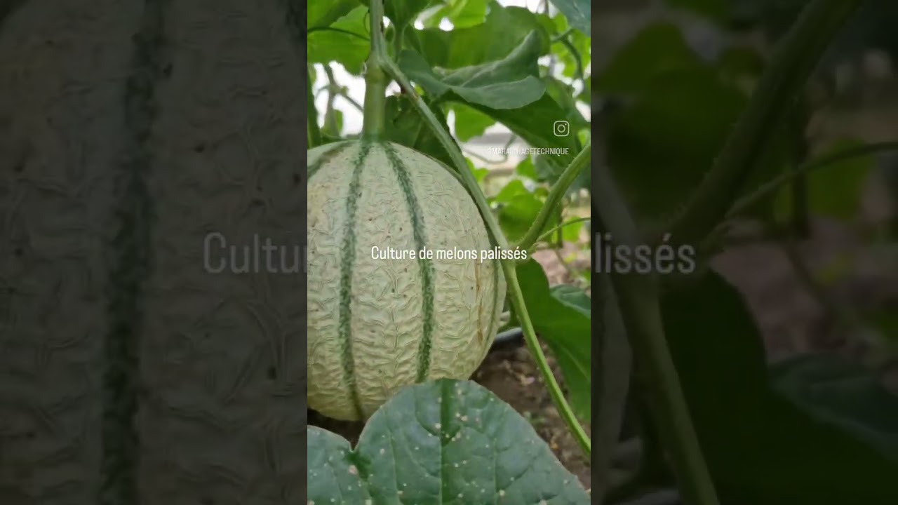 Culture de melons paliss&eacute;s sous serre