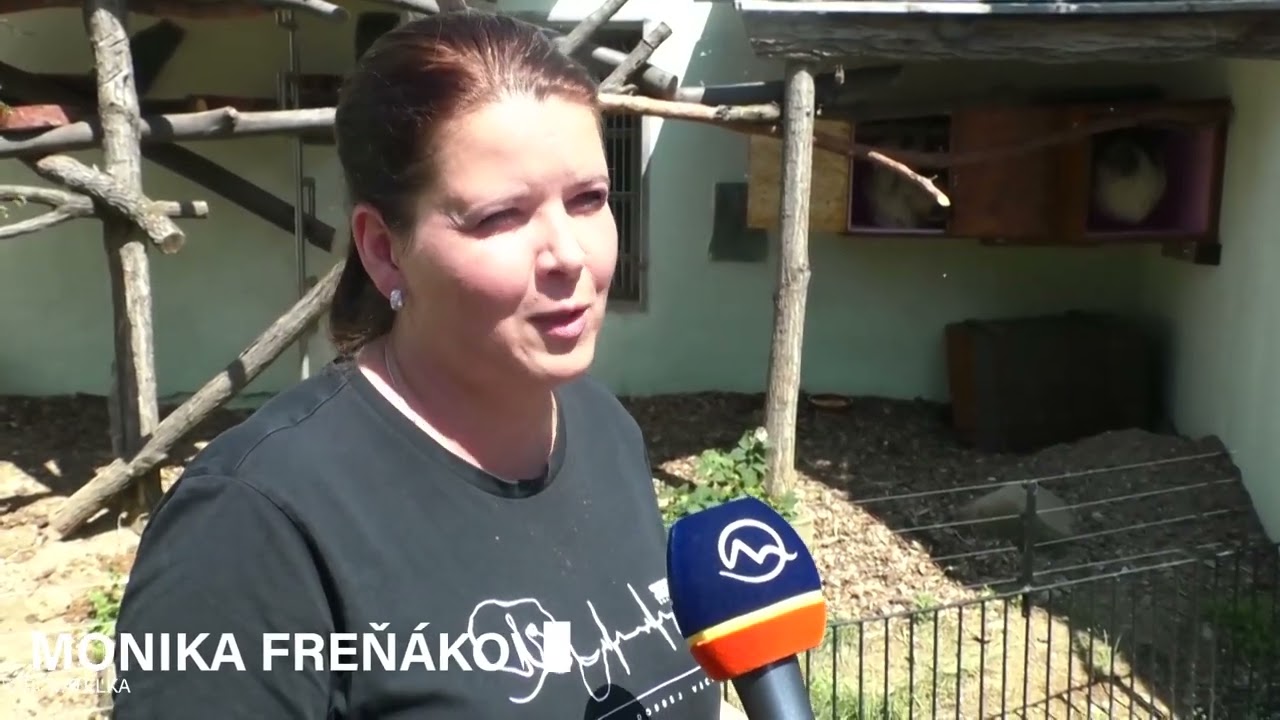 V Národnej zoo Bojnice sme privítali dvojicu leňochov dvojprstých