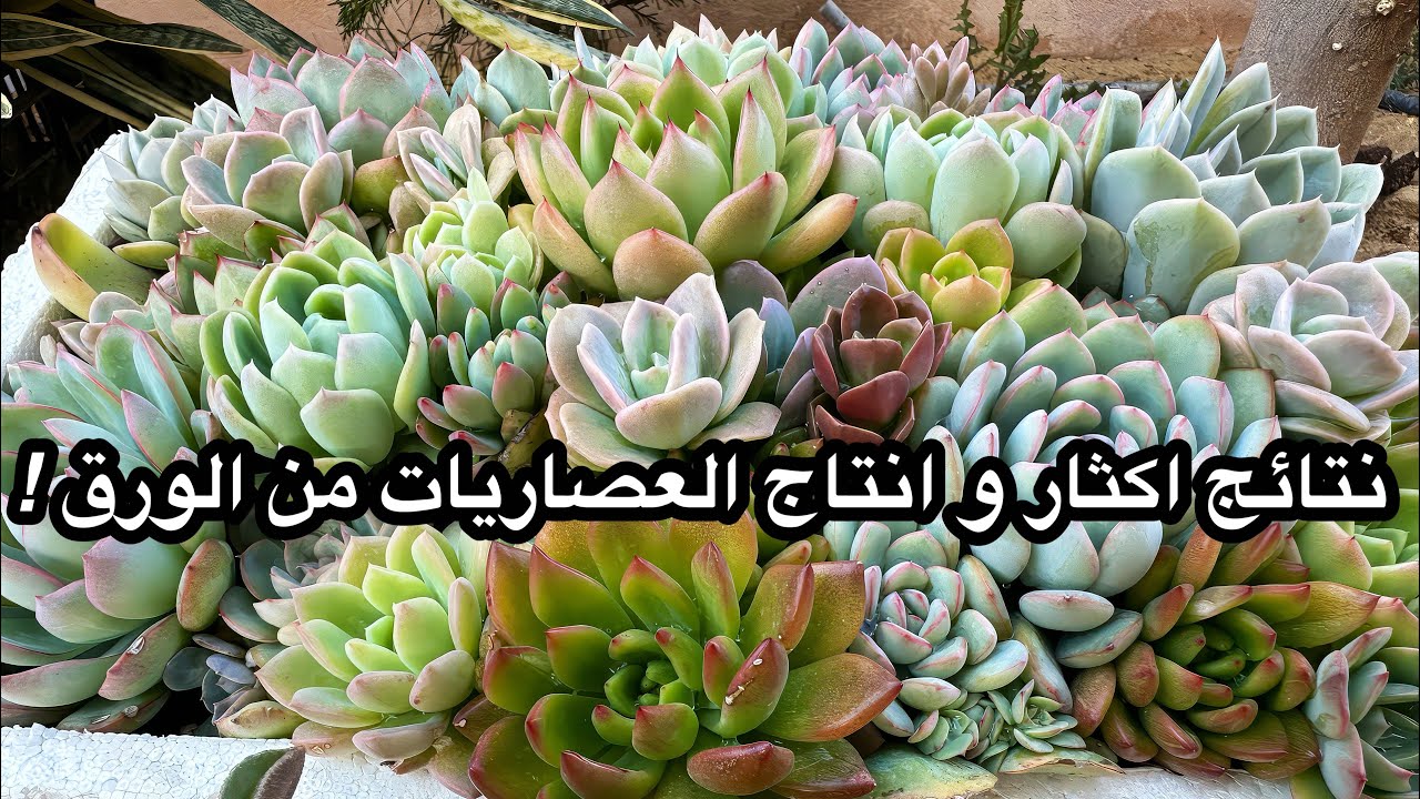 نتائج اكثار و انتاج العصاريات من الورق صيف ٢٠٢٥