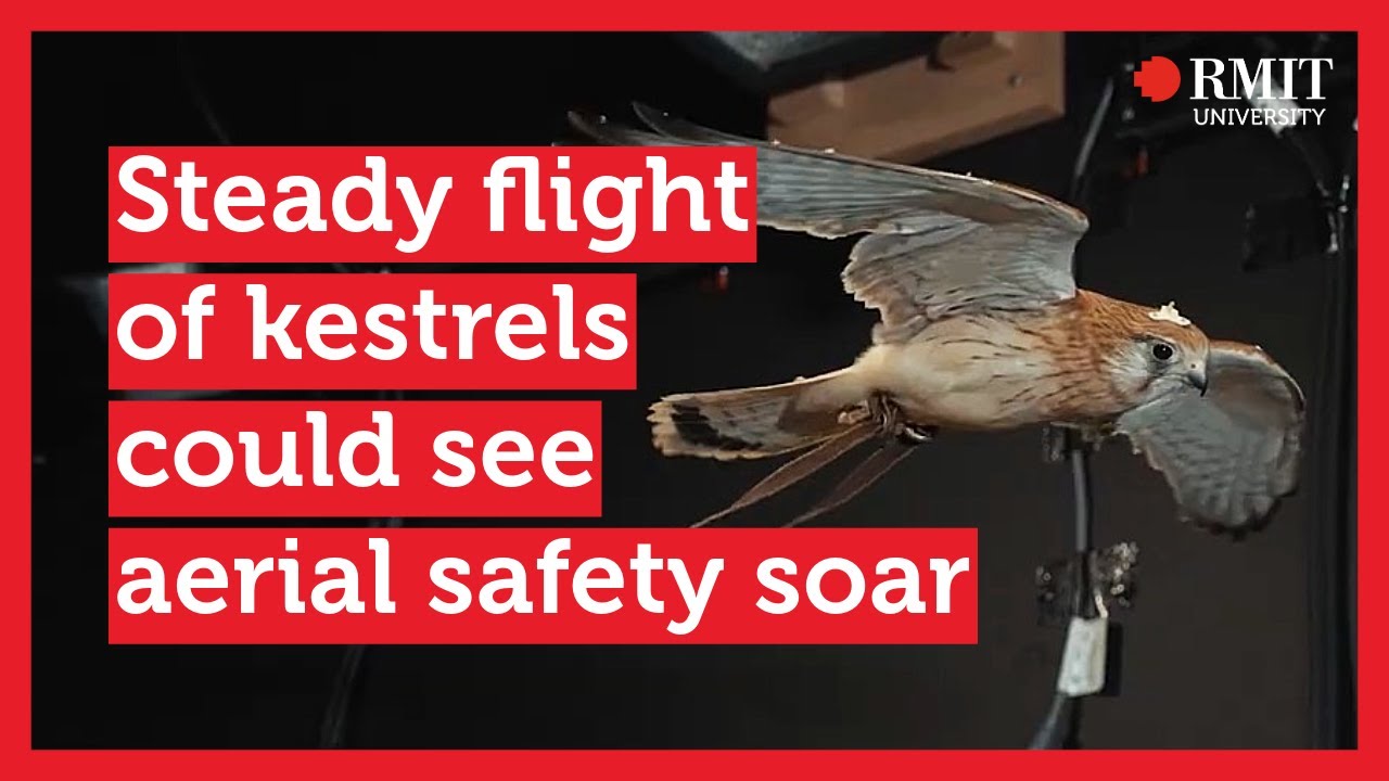 Steady flight of kestrels could see aerial safety soar | RMIT University