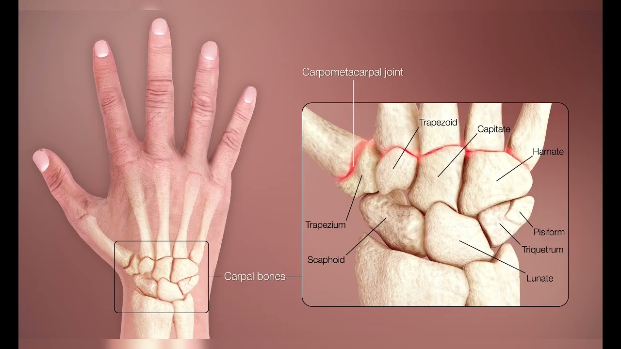 Wrist anatomy | easy to learn | carpel bones |