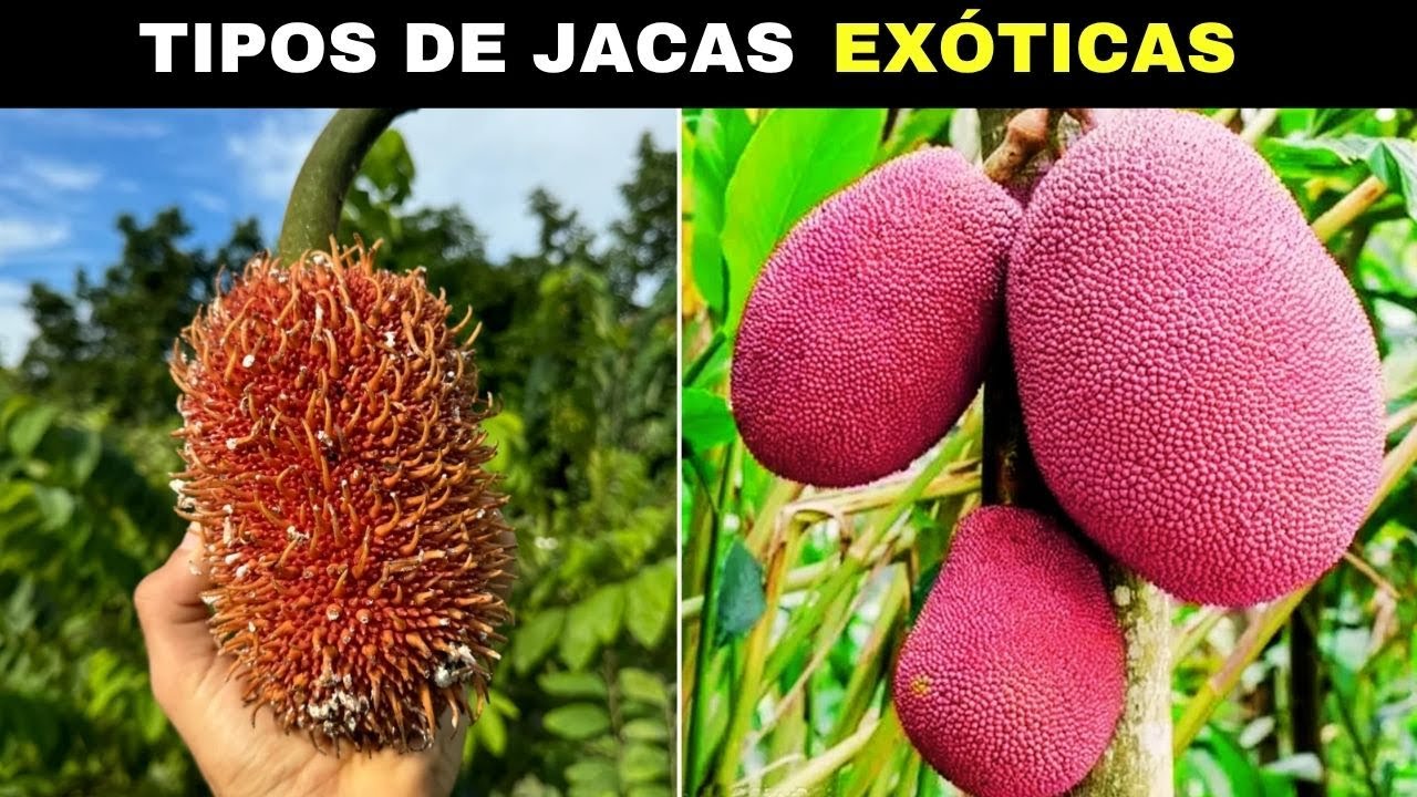 10 Tipos de JACAS Exóticas Tão DIFERENTES e CURIOSAS que Existem no MUNDO
