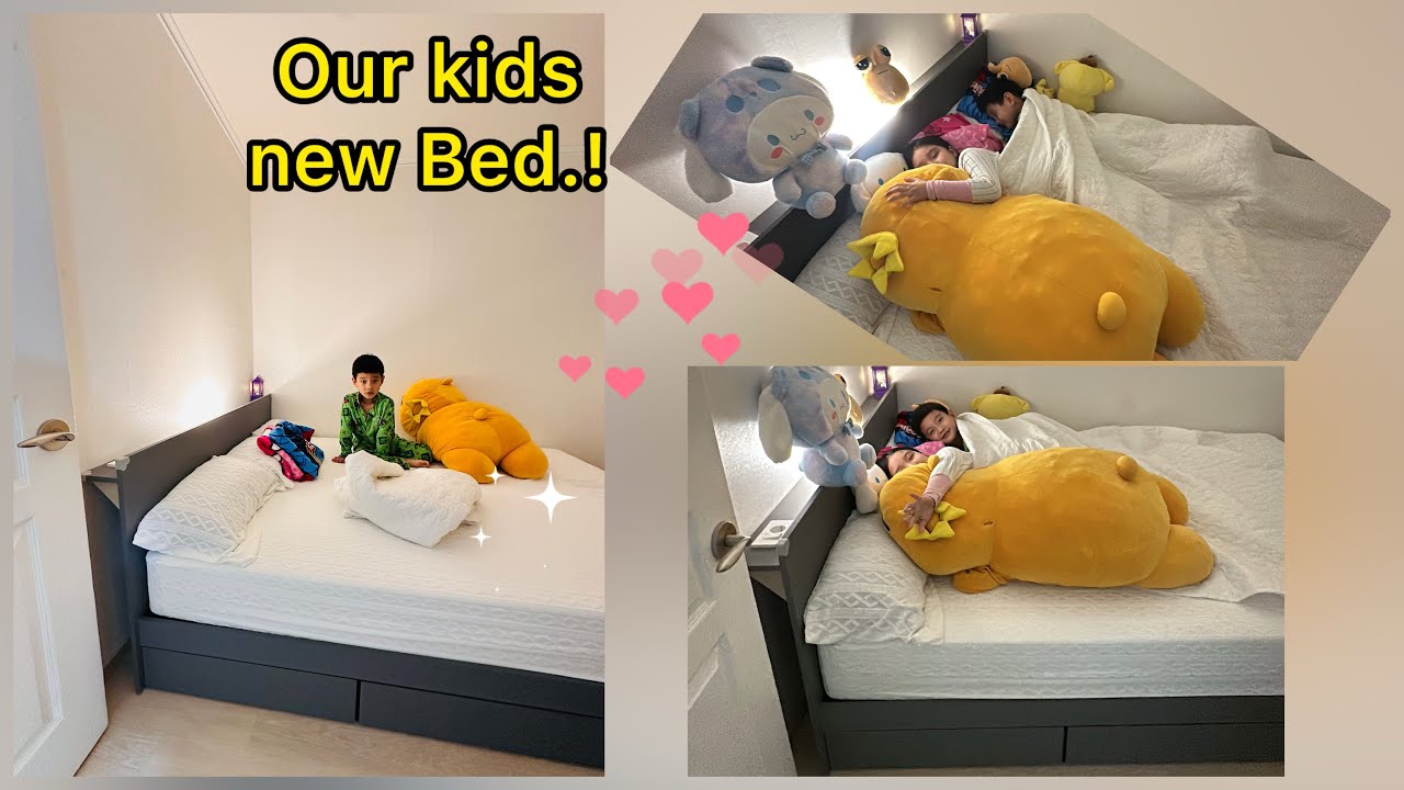 Finally they got their own bed.! | 3/11/25 