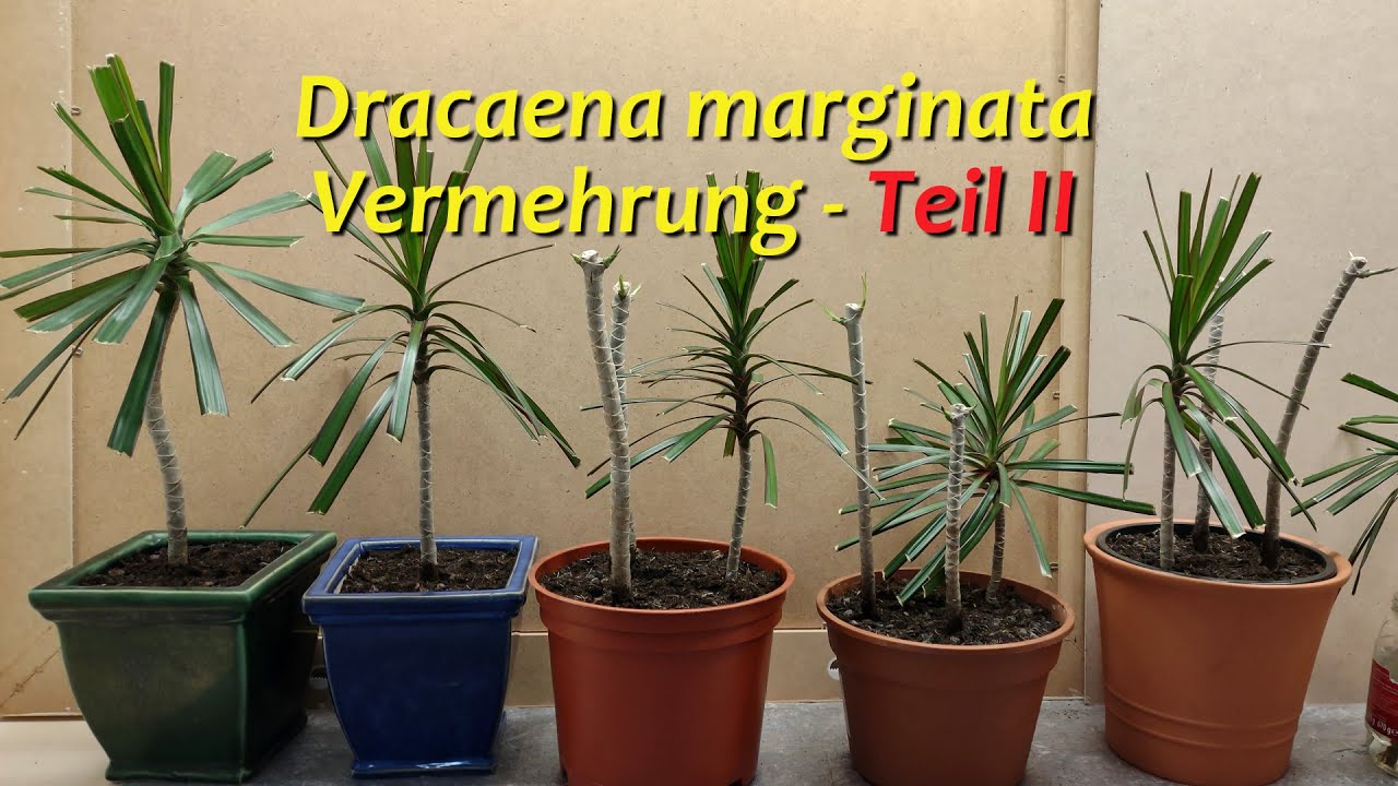 Dracaena marginata - Vermehrung - Teil II