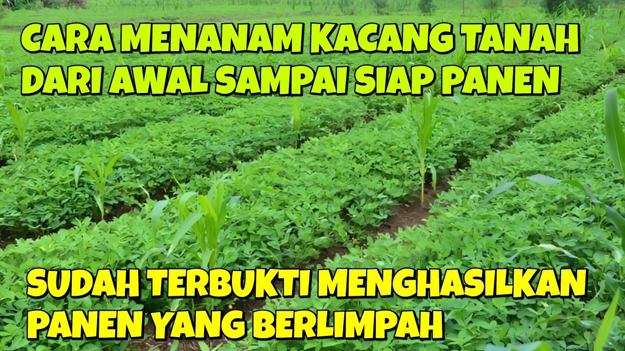 CARA MENANAM KACANG TANAH DARI AWAL SAMPAI SIAP PANEN