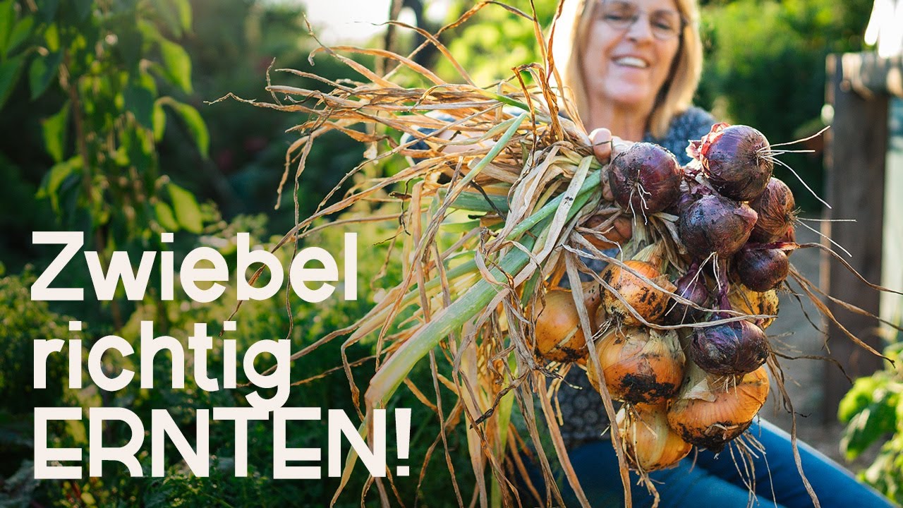 Optimaler Zeitpunkt für Zwiebelernte & richtige Lagerung: So geht's! 🧅🌱