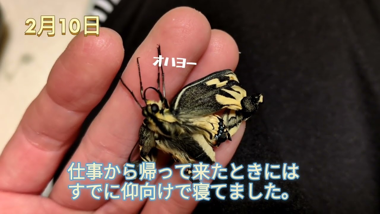 続々キアゲハ【1】Welcome🌱おマメ🫘