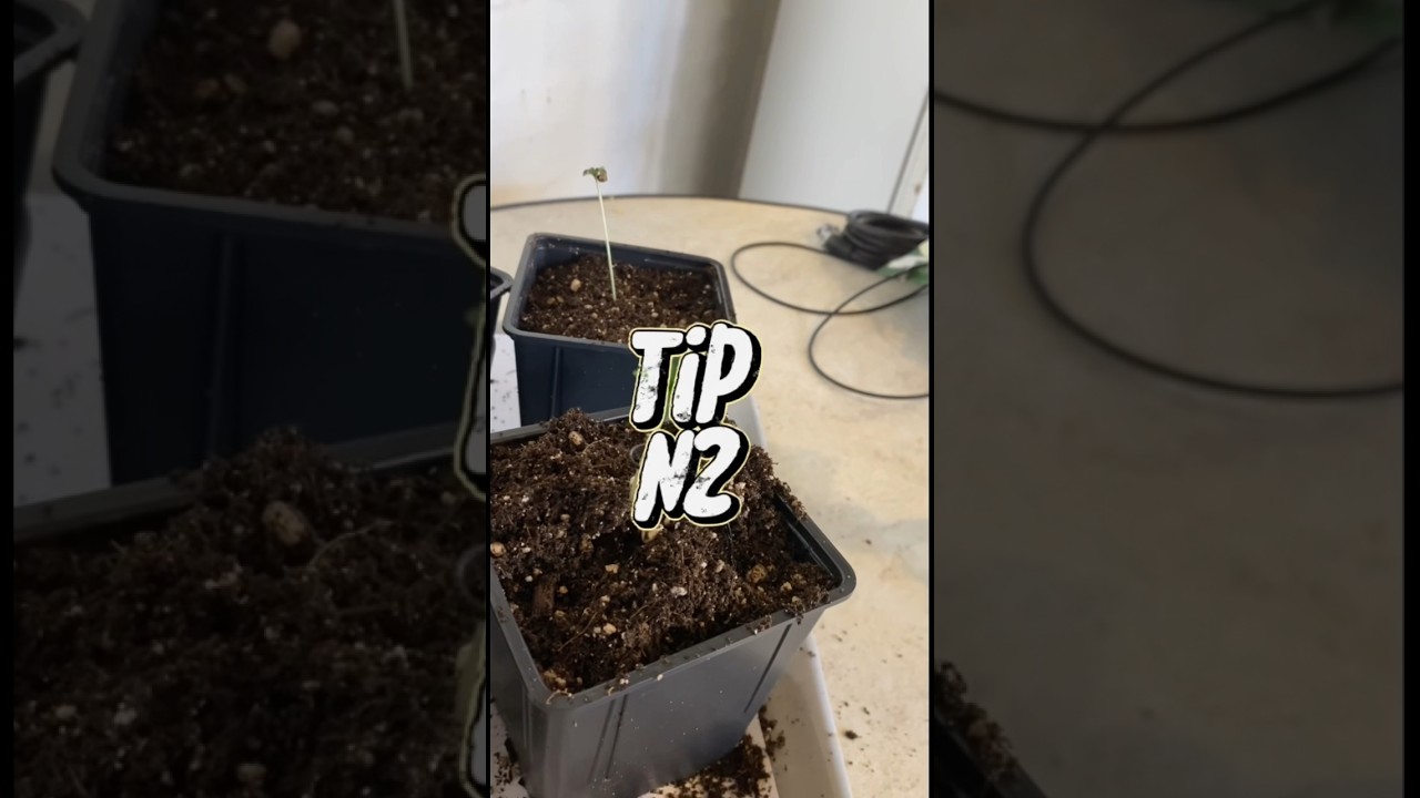 ‼️Cuando hacer el transplante‼️                          Video completo en el canal🌱💨 #plant