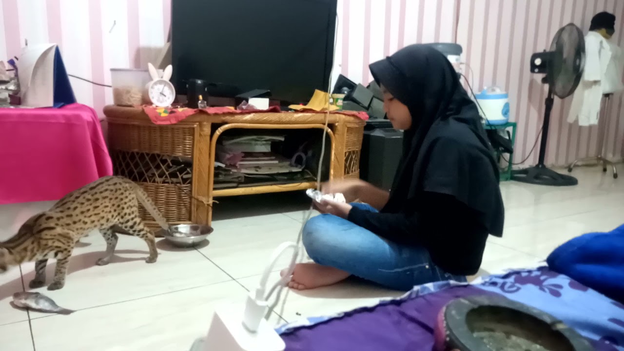 kucing hutan jinak