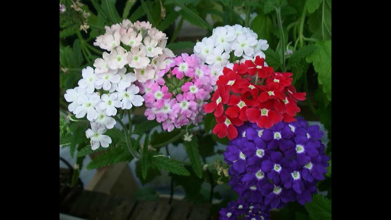 Выращивание вербены из семян.#вербена #выращивание #рассада #вербенаизсемян #цветы