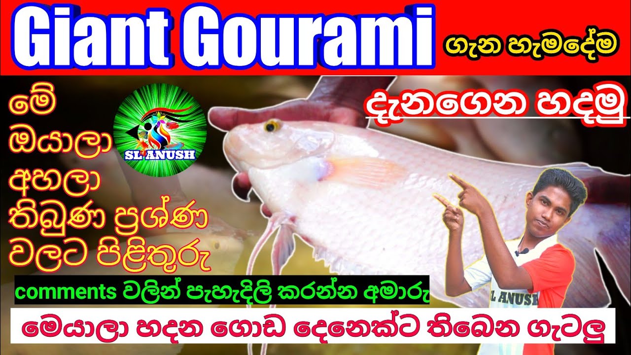 යෝධ ගුරාමි ගැන සියලුම දේ සිංහලෙන් | Giant Gourami fish care in sinhala | Giant | Gourami