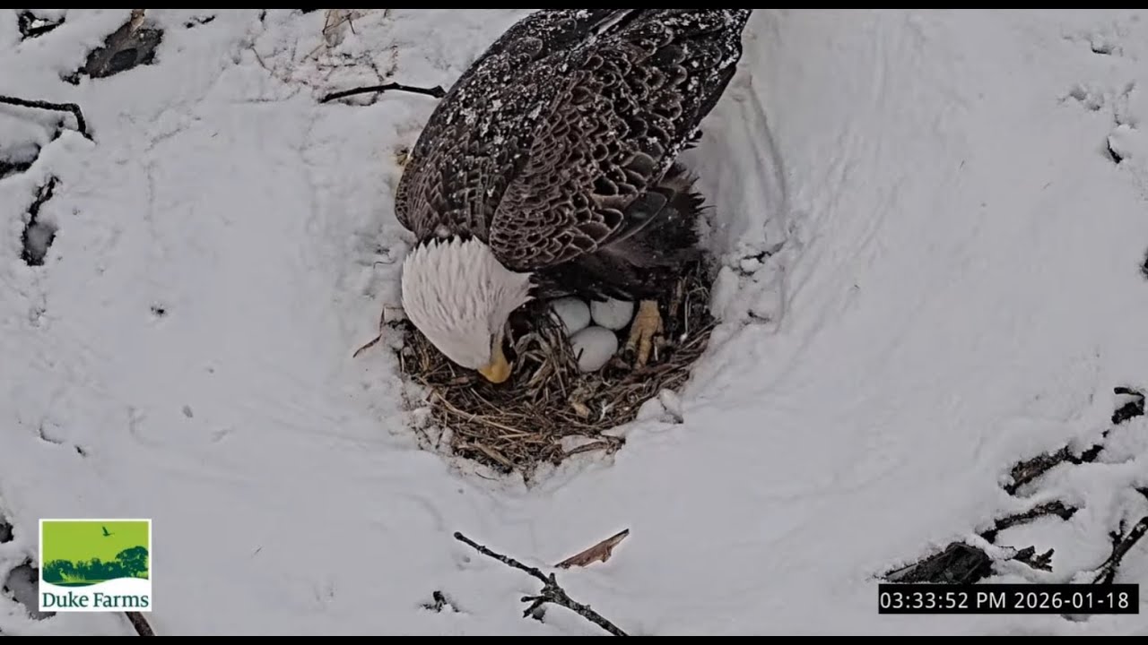 Duke Farms Eagle Cam on 1/18/26 Mom Lays 3rd egg official time is 15:29