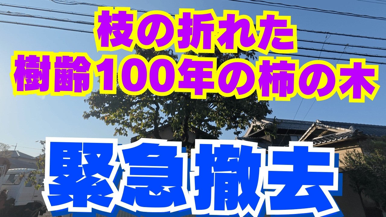 【すごく危険】でも伐採はダメ‼︎樹齢100年の折れた柿の木を安全に救う！【岡山】