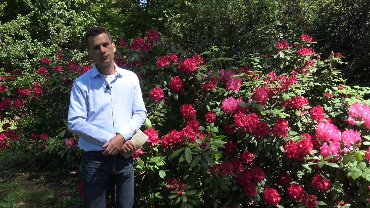 MMG - A sikeres rhododendron-telepítés titka