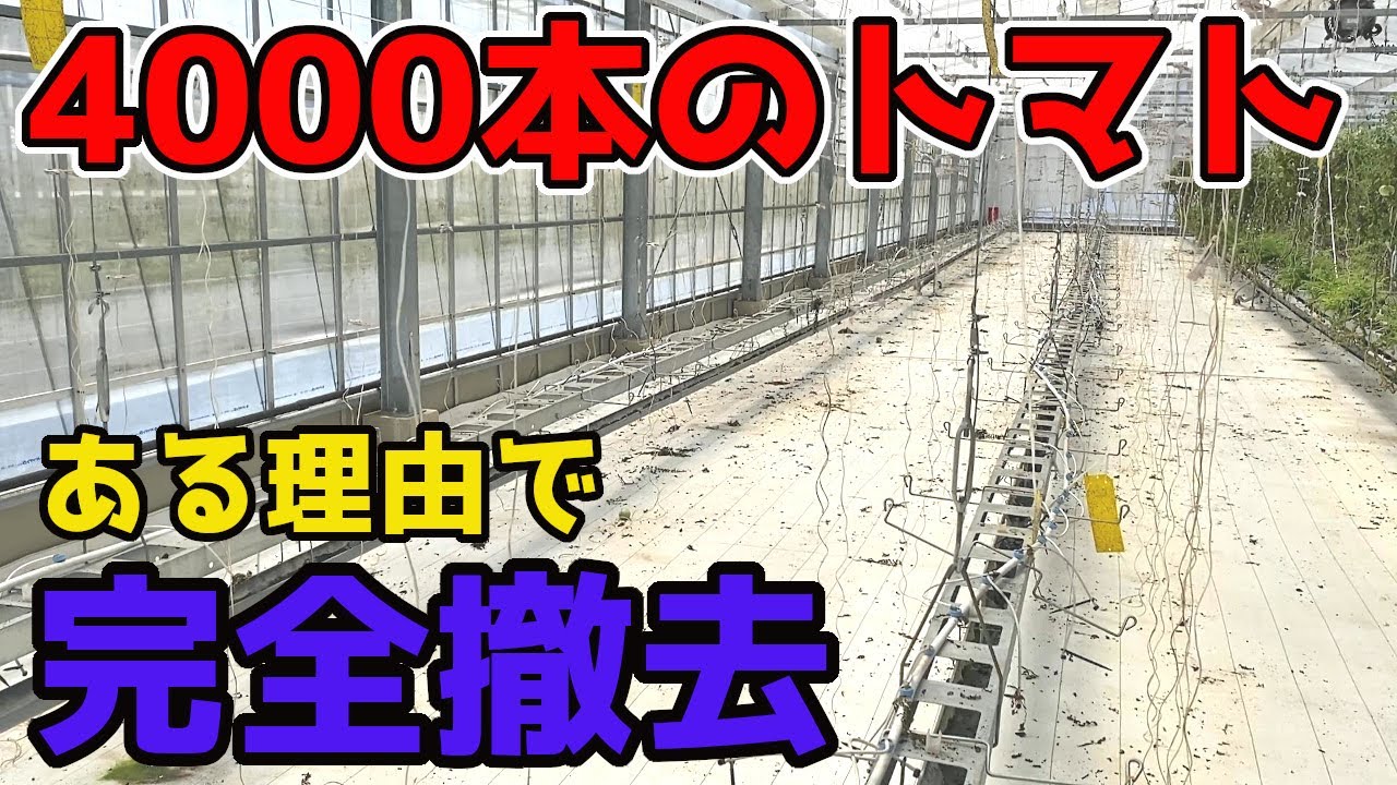 【4000本トマト】ハウスで育てたトマトを撤去します。【農家】