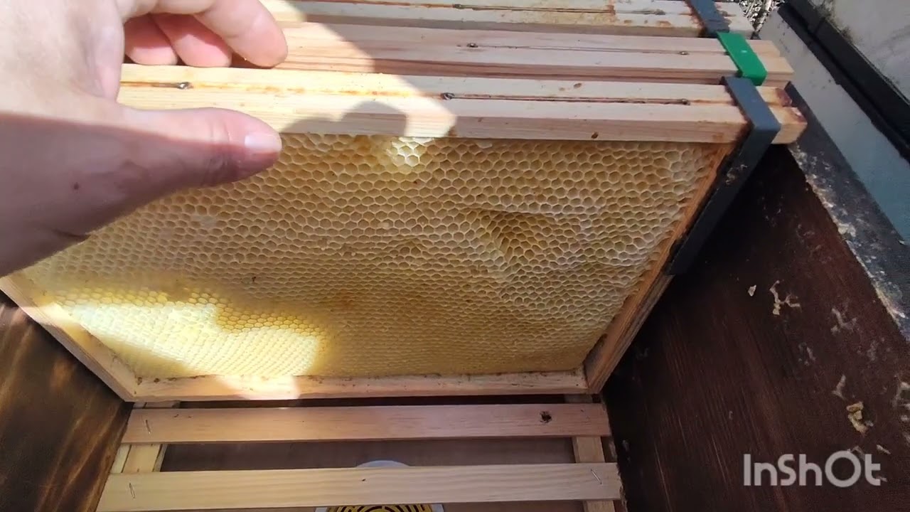 🚨 KONTROWERSJA WŚR&Oacute;D PSZCZELARZY?! Mi&oacute;d w MARCU łamie wszystkie zasady! 🐝🍯