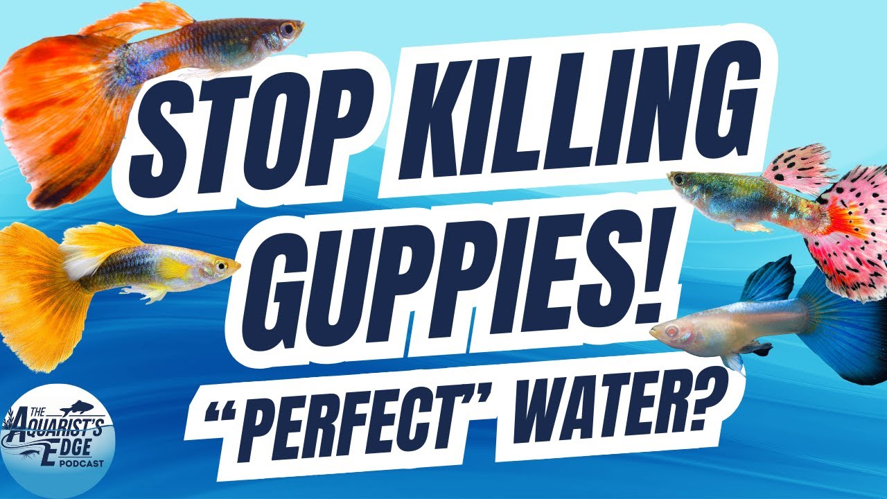Your Guppies Don't Want Perfect Water