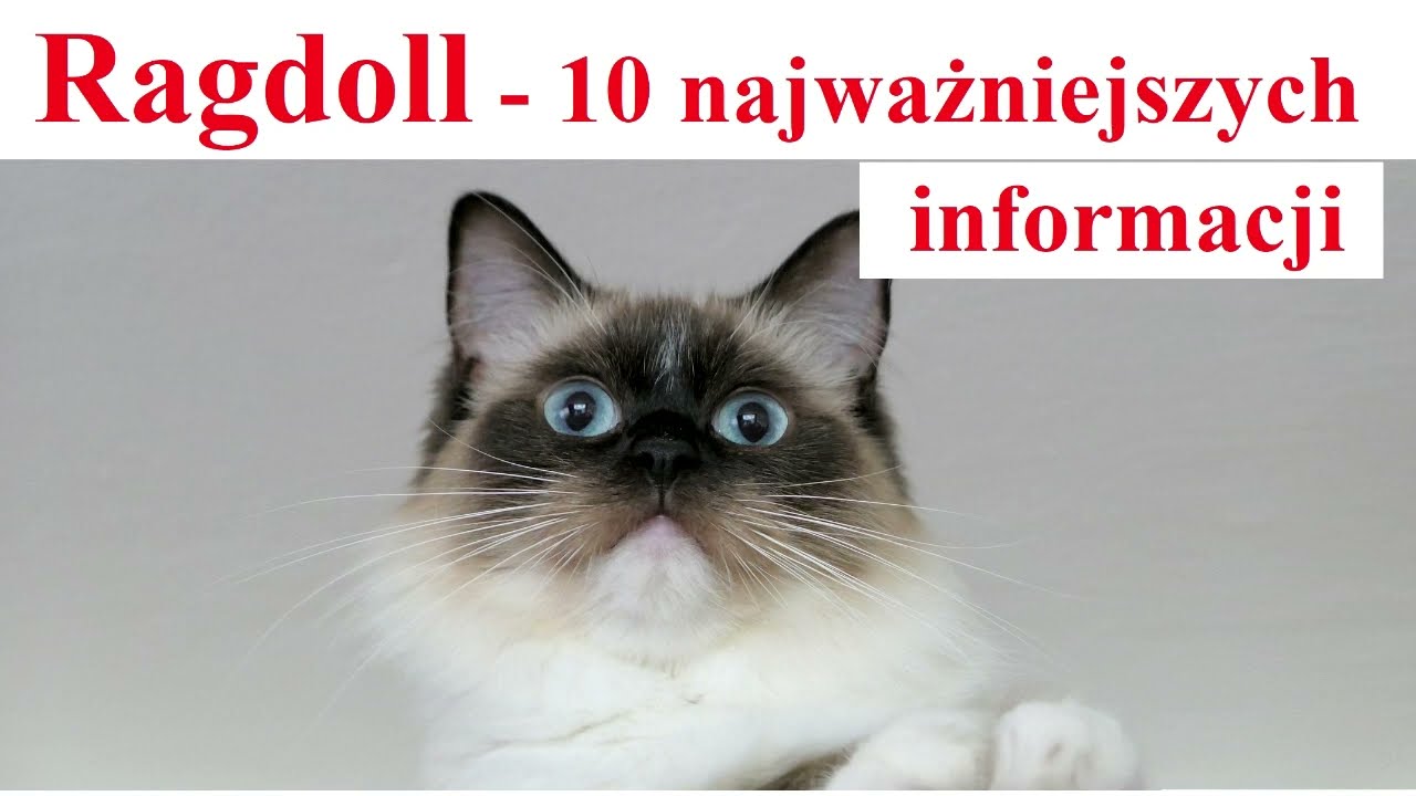 Ragdoll - 10 najważniejszych informacji