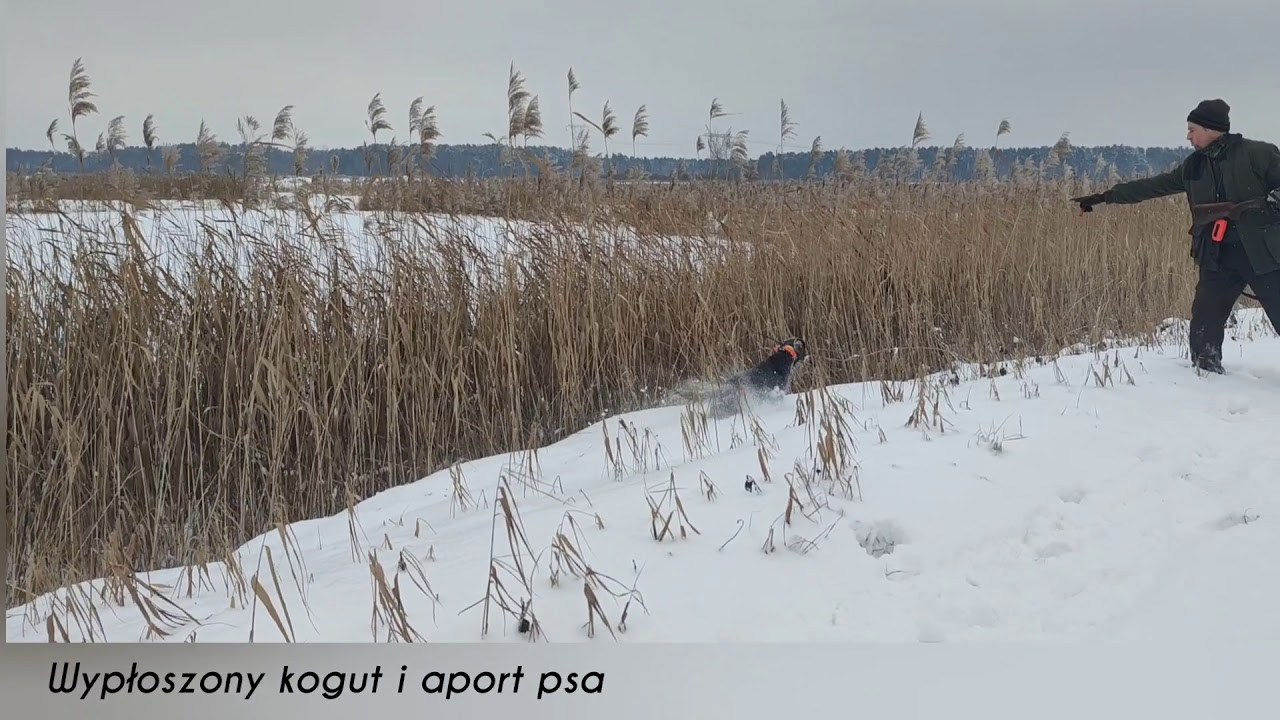 Lufa Polski Spaniel Myśliwski ( Polish Hunting Spaniel )styczniowe polowanie na bażanty