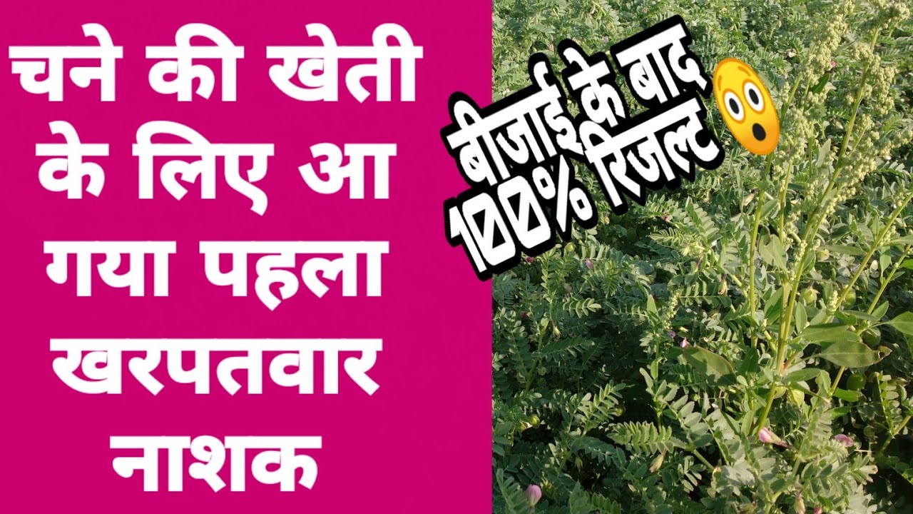 पहली बार बना चने के लिए खरपतवार नाशक 👍👌|chane ki kheti |