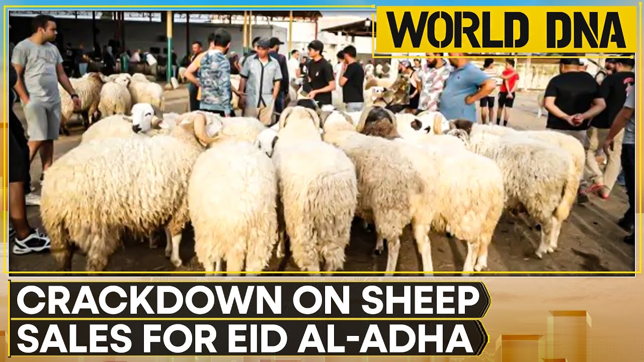 Morocco Bans Sheep Entry Into Cities Ahead Of Eid Al-Adha | World DNA | WION