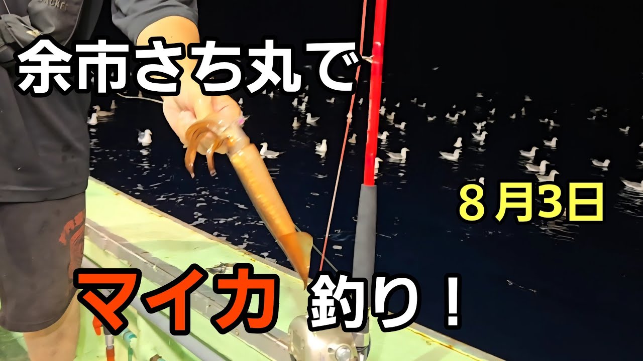 8月3日余市さち丸でマイカ釣り！