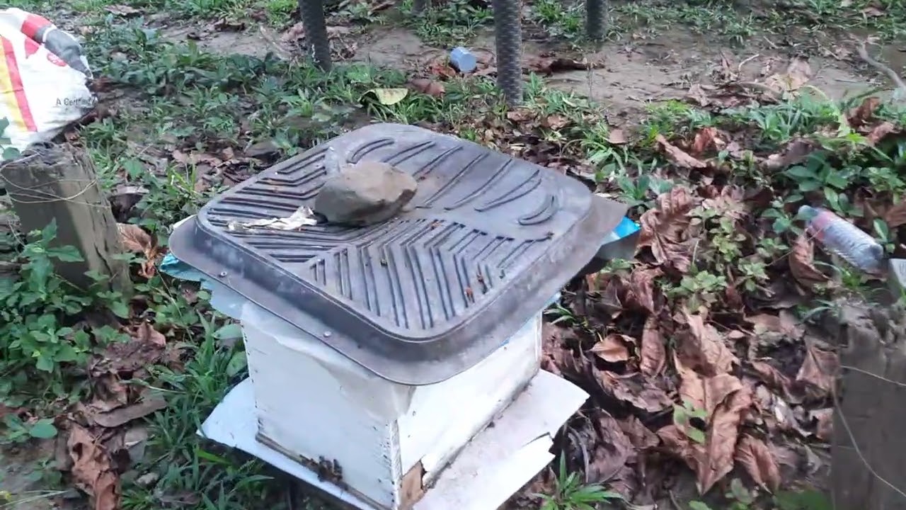 Tayo po sa bee farm ko sama ka?