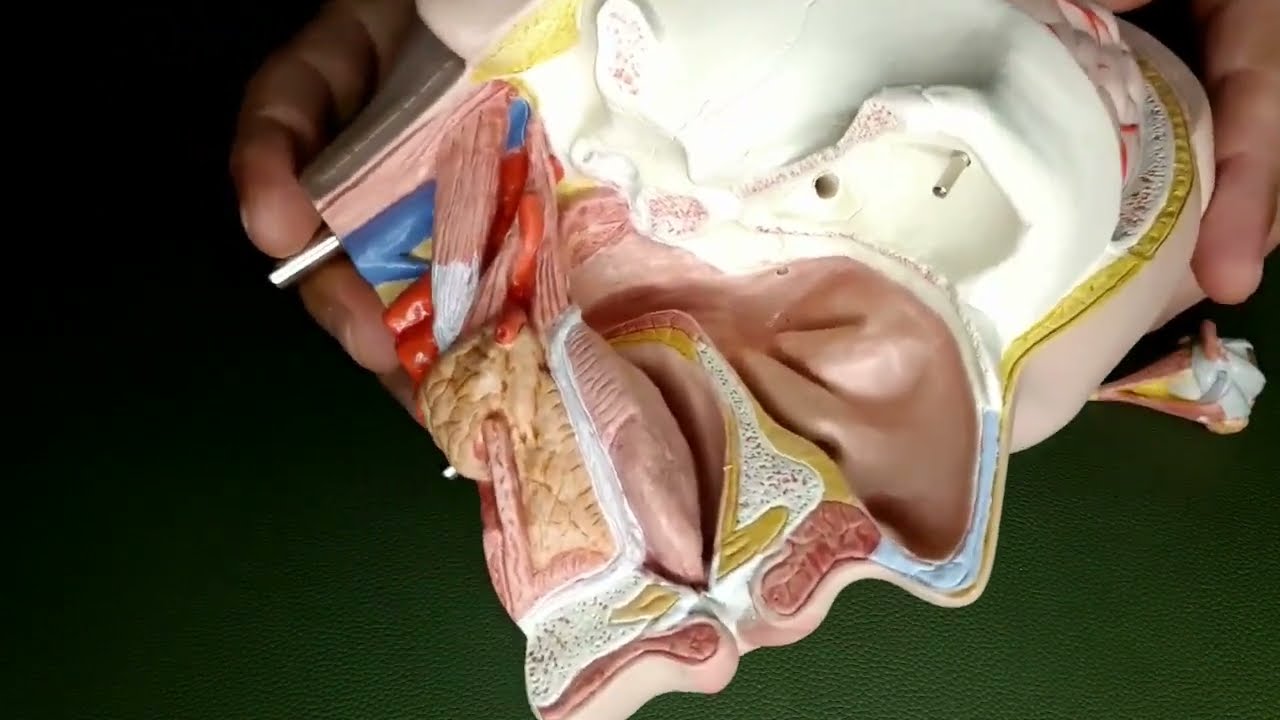 ANATOMIA - MUSCOLI DELL'OCCHIO - LABORATORIO