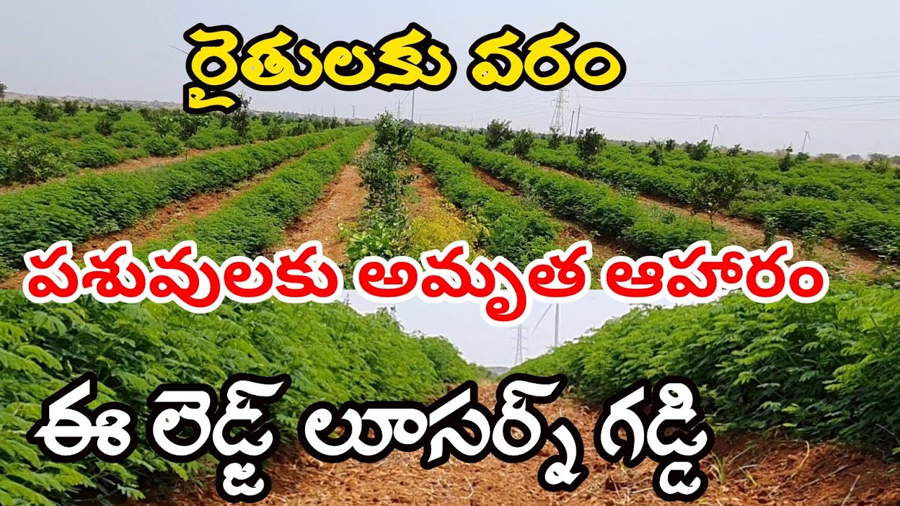 Hedge Lucerne Grass Cultivation In Telugu | Hedge Lucerne Grass Seeds |  దశరథ గడ్డి సాగు.
