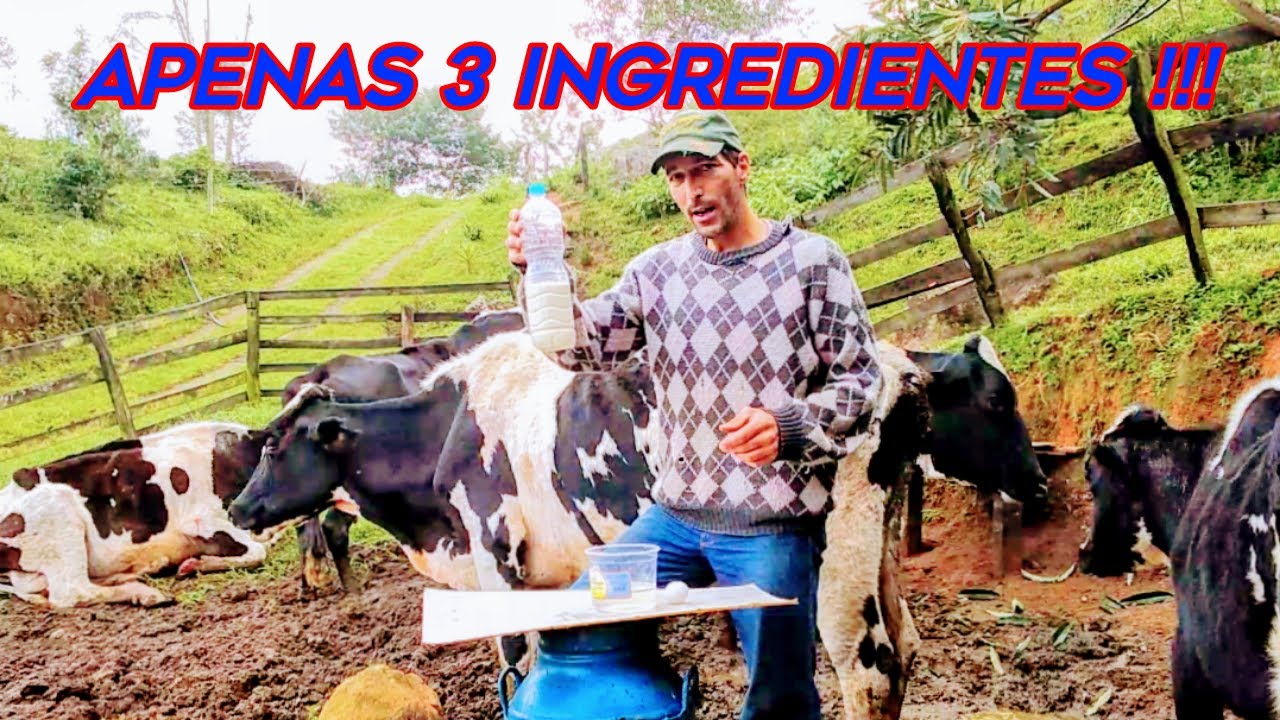 Como fazer COLOSTRO ARTIFICIAL caseiro para bezerros usando apenas 3 ingredientes /pecuária leiteira