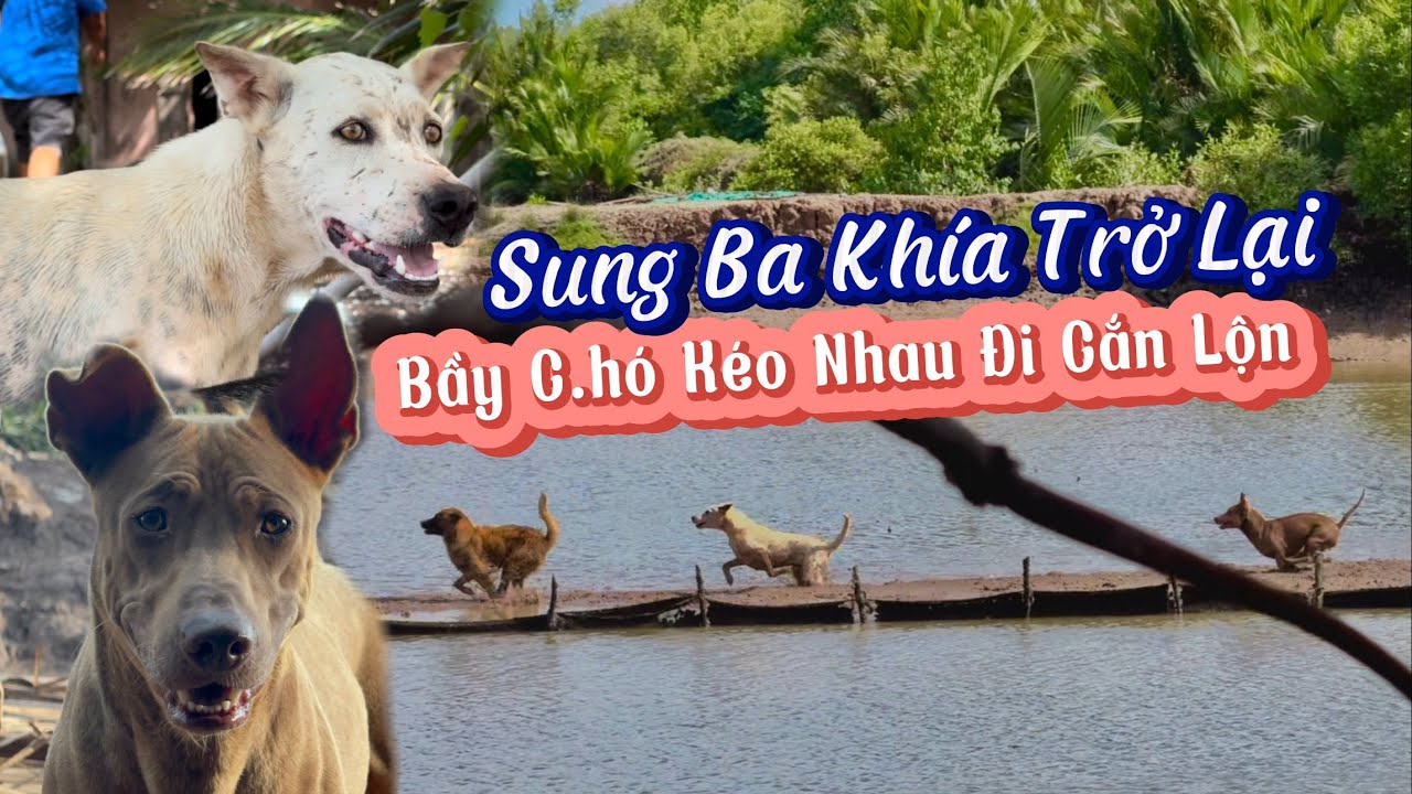 Sen Bó Tay Khi Thấy Bầy Em Kéo Nhau Đi Cắn Lộn Dành Địa Bàn - Mâu Bất Chấp Để Bắt Thòi Lòi