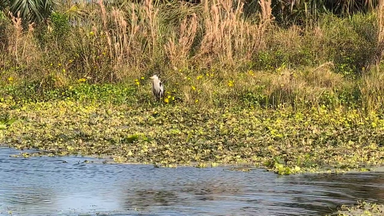 Anhinga, American Coots, Common Gallinules, Great Blue Heron at Orlando Wetlands! Christmas, Florida