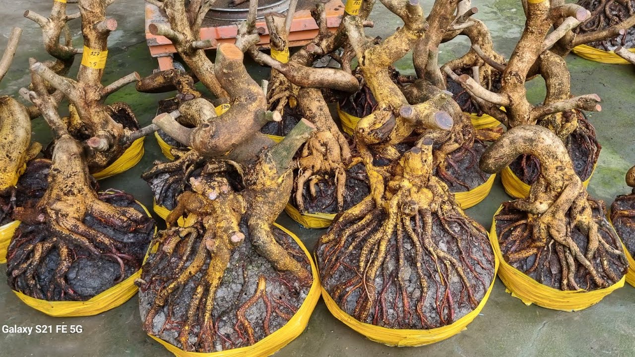 Nhung 0966023980 ngày 9/2 gl lô phôi mai vàng giảo dáng lắc lượng bông chùm cánh to 