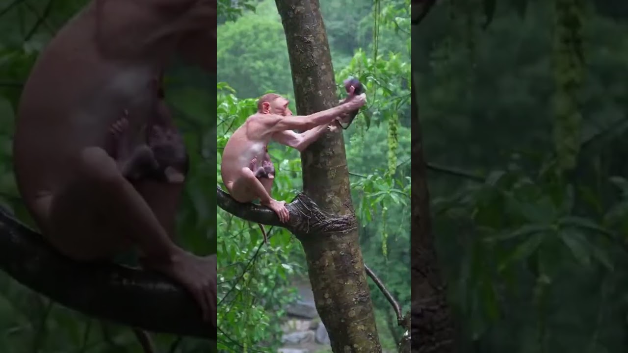 Crazy Wild Monkey Moments | Monkey Crazy