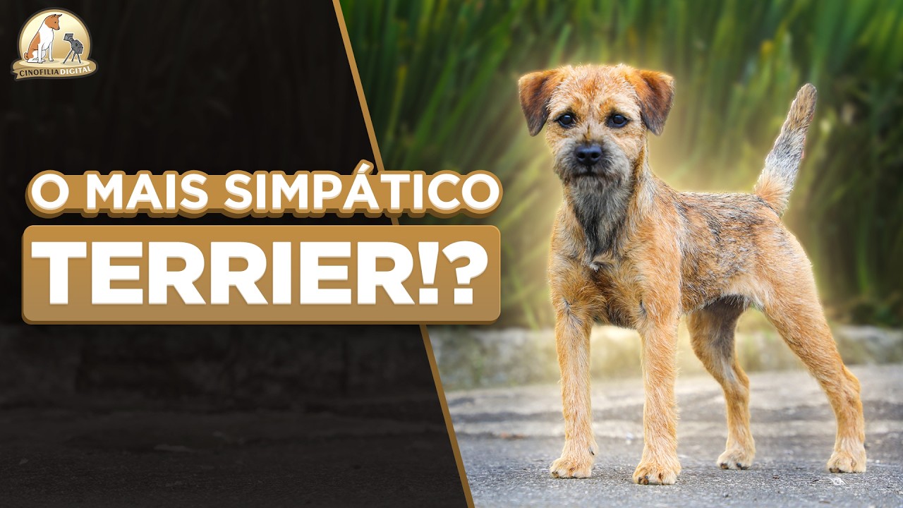 Border Terrier | O Cachorro com Cara de Lontra | Cinofilia Digital