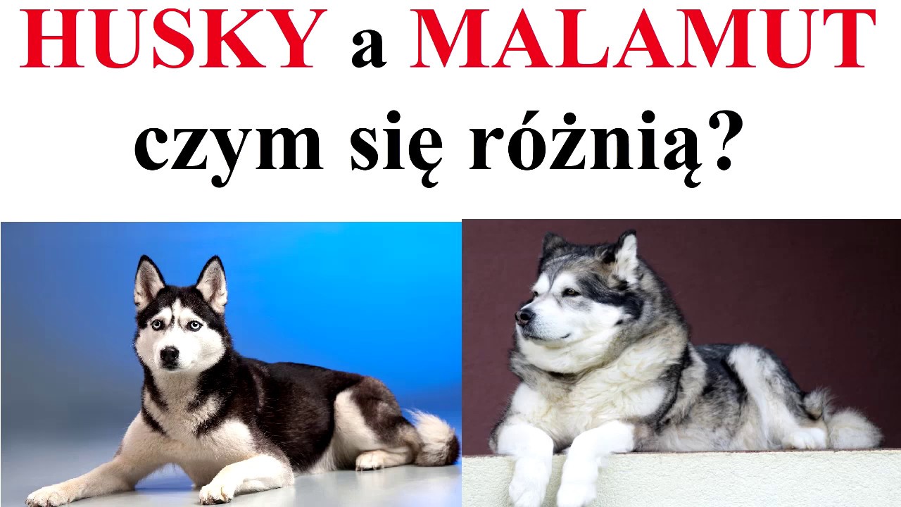 HUSKY a MALAMUT - czym się r&oacute;żnią
