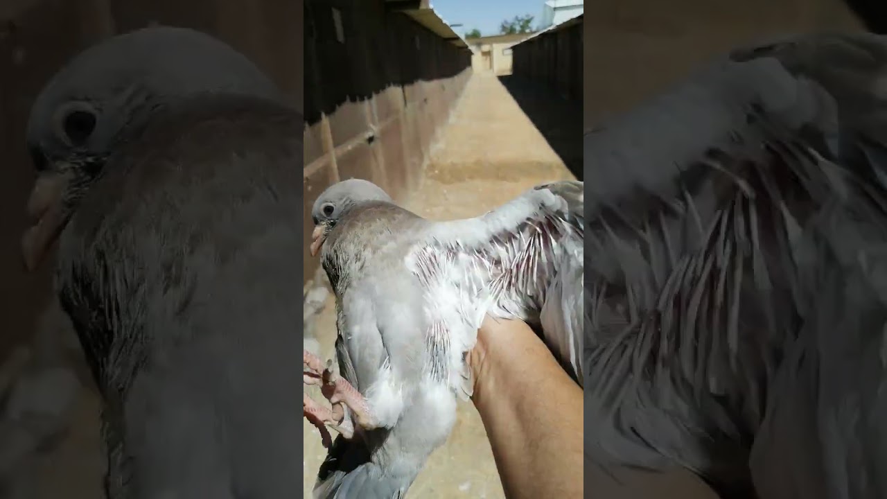 فكرة تصميم عياشة الحمام اللاحم الفرنسي في الحظائر