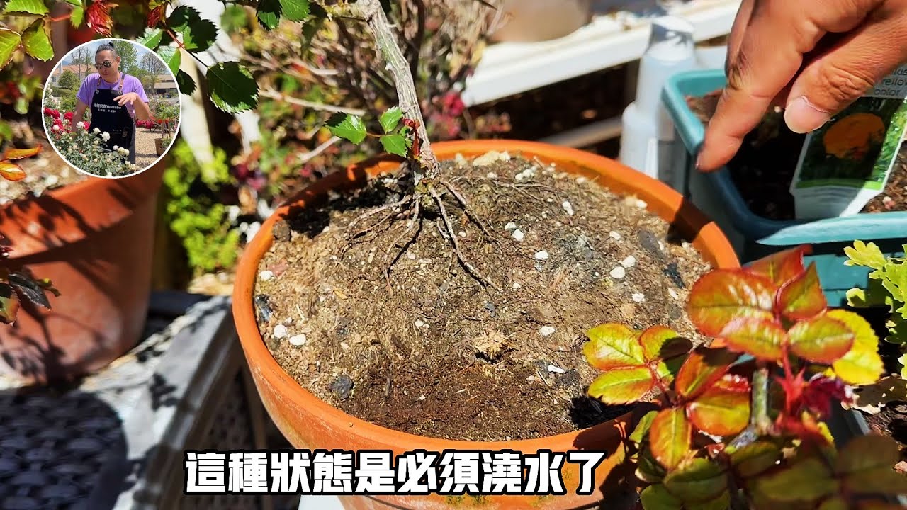 独创浇水方法，让你的玫瑰爆开，而且没有病虫害！园艺篇587
