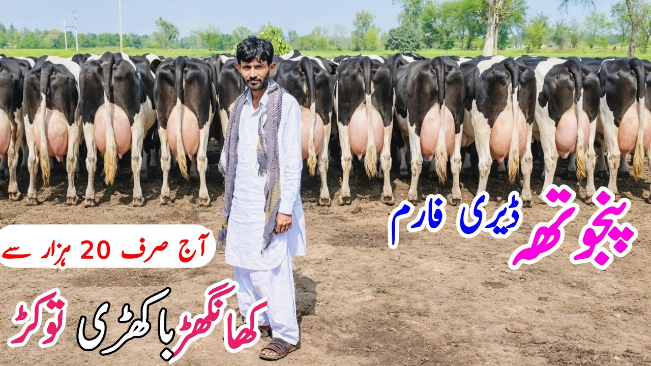 Imported cows for sale in Punjab Pakistan | Australian Friesian Cross Cows in Pakistan 