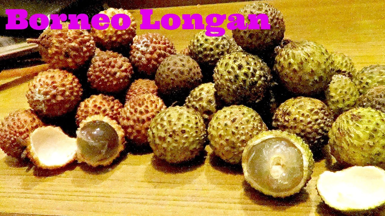 Borneo Wild Longan (Dimocarpus longan) Weird fruit explorer Ep. 140