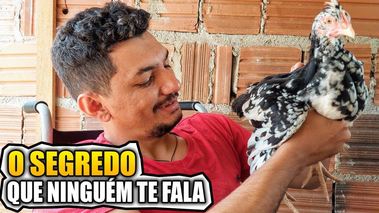 Como Criar PINTINHOS SAUDÁVEIS mesmo em Tempo Frio
