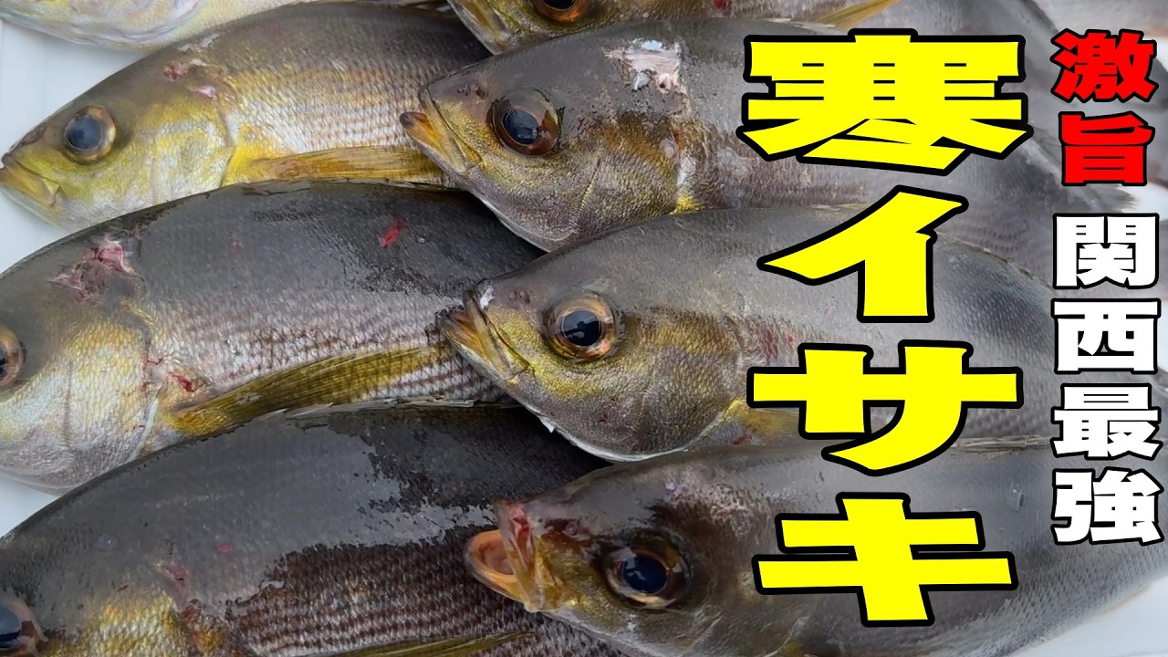 《和歌山・共栄丸》【最強の激旨】日御碕沖の寒イサキ2025 2 15