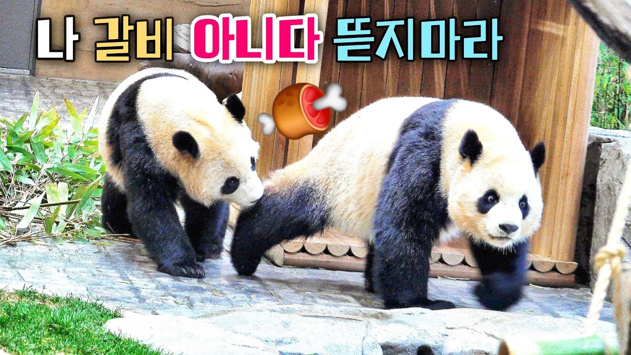 후대원은 루이바오 물어 뜯지 마라 무서워서 벌벌 떨면서 기다려주면 좋겠니
