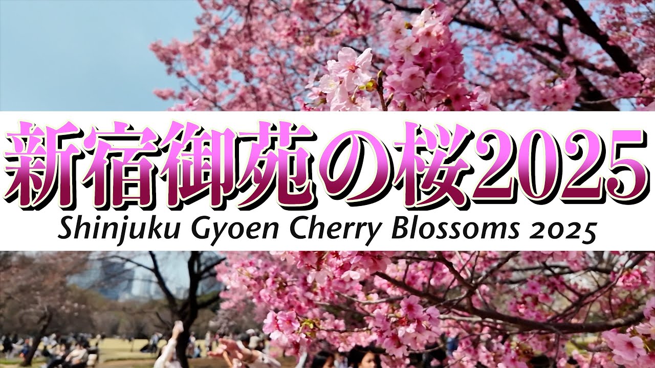 「新宿御苑の桜2025」Shinjuku Gyoen Cherry Blossoms 2025