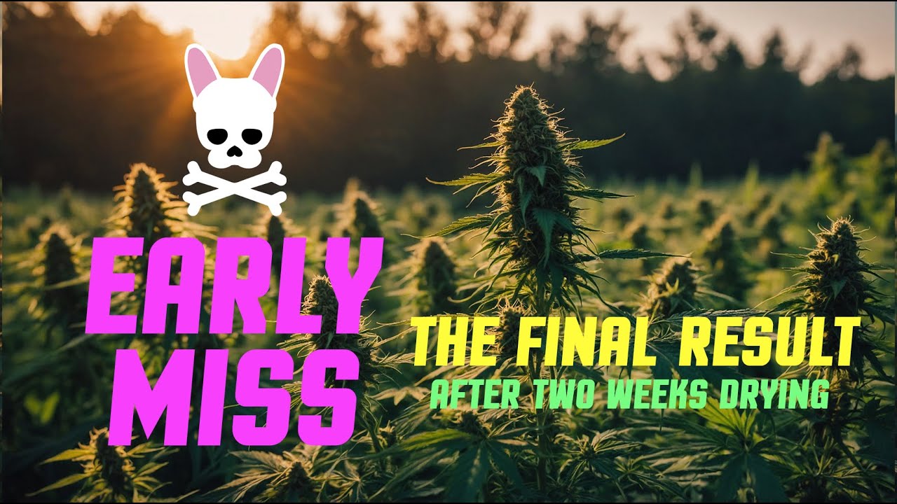 The Final Weight - Early Miss - Episode Eight - Spider Farmer SF2000 Complete Grow Tent Kit