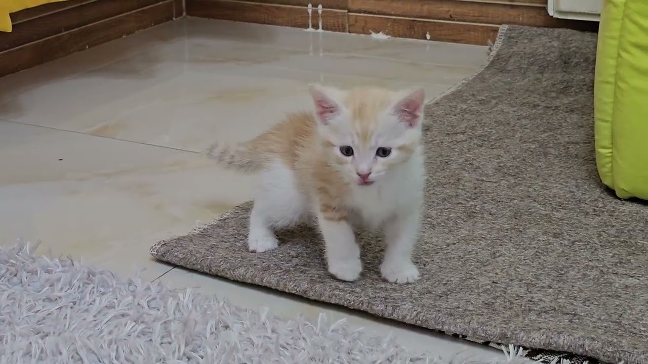 Little Peter’s Funniest Kitten Moments | So Playful & Cute! 🐈